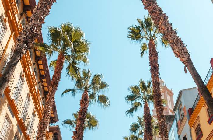 Palm trees and residential buildings on a street in central Alicante